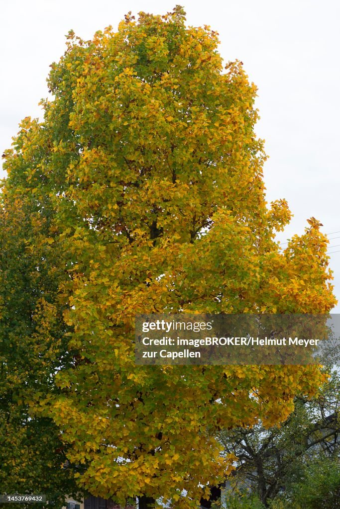 Autumn tulip tree (Liriodendron tulipifera), Bavaria, Germany