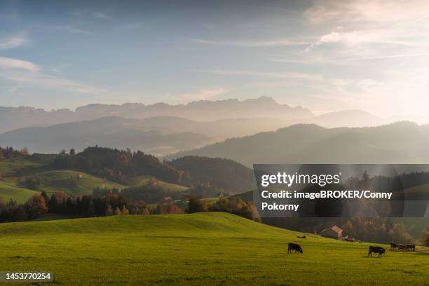 cattle pastures in appenzell, view of the alpstein massif with the saentis, autumn atmosphere, canton appenzell-innerrhoden, switzerland - appenzell innerrhoden stock pictures, royalty-free photos & images