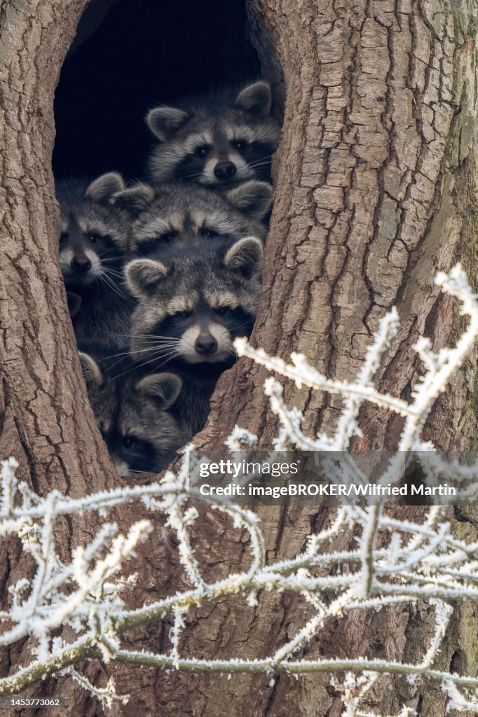 Winter Racoons Young Raccoons Looking Out Of Their Tree Den In Winter Hesse Germany ...