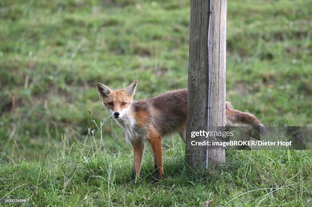 Red fox (Vulpes vulpes) peeing and marking on wooden poles, Allgaeu, Bavaria, Germany