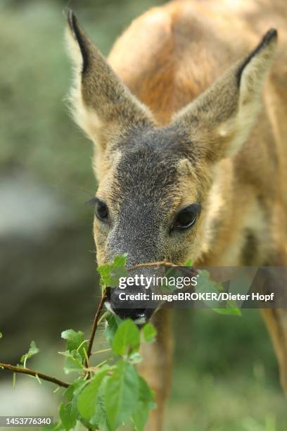 european roe deer (capreolus capreolus) ca.10 weeks old fawn snacking on birch leaves, lower austria, austria - cubs game stock illustrations