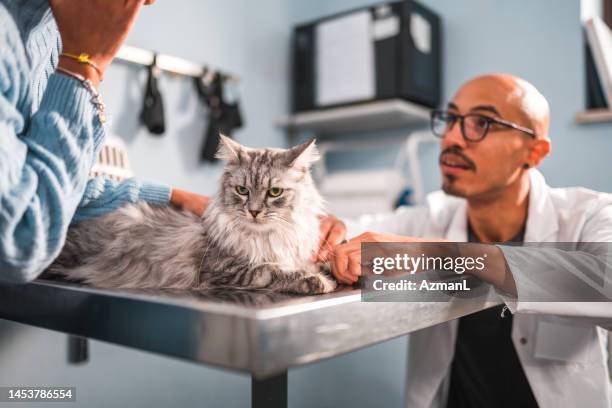 beau chat maine coon sur une table d’examen chez le vétérinaire - blouse dexamen médical photos et images de collection