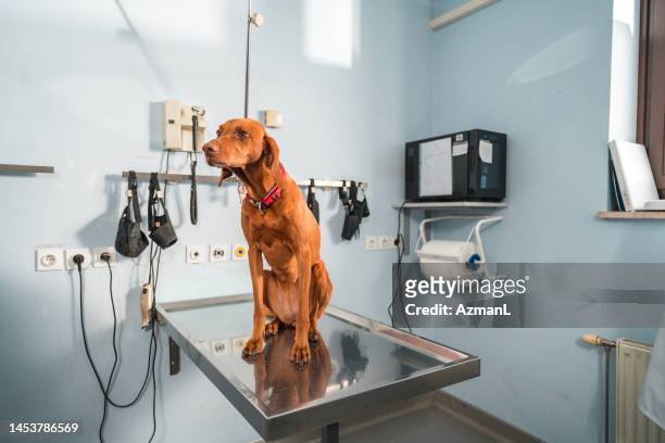 schöne junge vizsla sitzt auf einem untersuchungstisch beim tierarzt - apportierhund stock-fotos und bilder