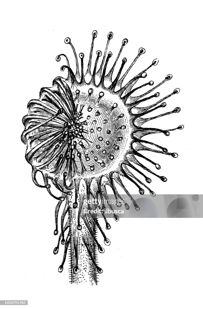 Antique biology zoology image: Drosera rotundifolia