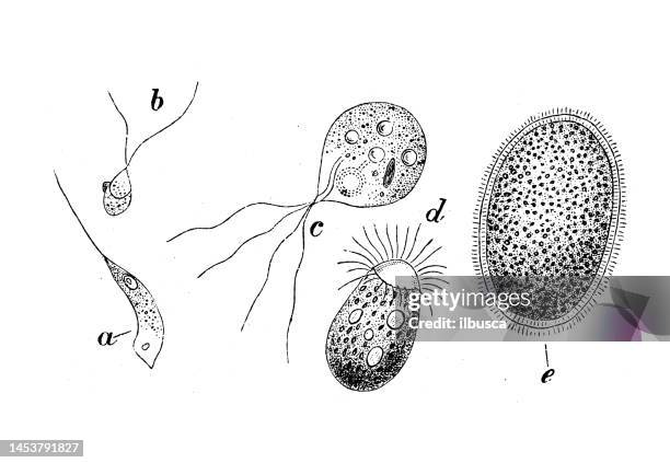 ilustraciones, imágenes clip art, dibujos animados e iconos de stock de imagen de zoología de biología antigua: esporas, physarum, monostroma, ulothrix, bedogonium, vaucheria - physarum
