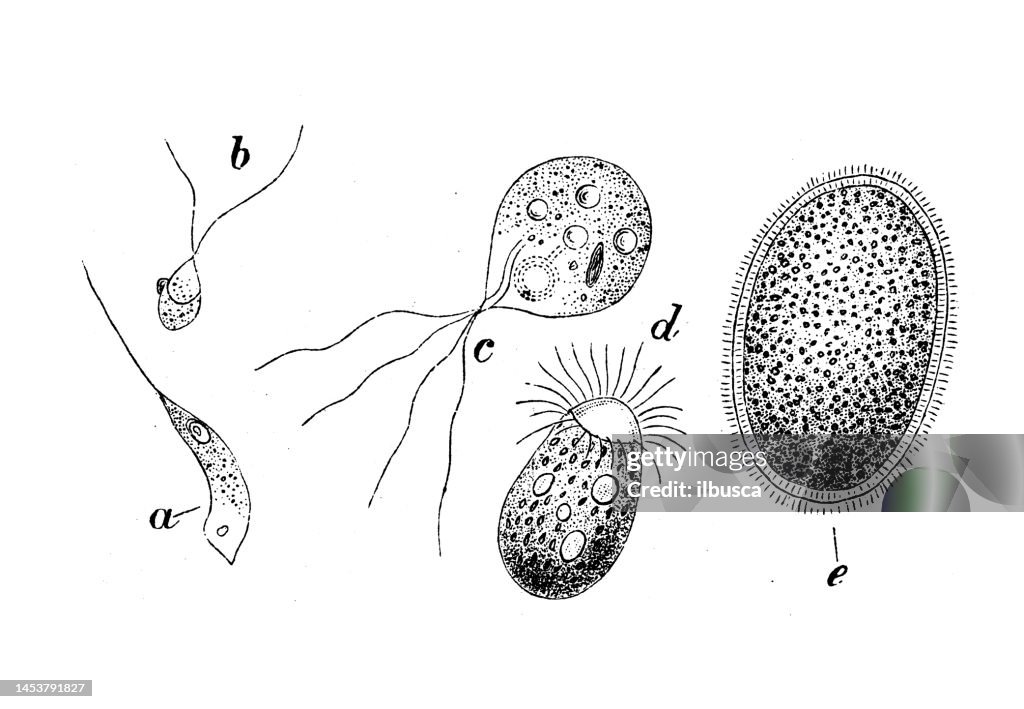 Antique biology zoology image: Spores, Physarum, Monostroma, Ulothrix, Bedogonium, Vaucheria