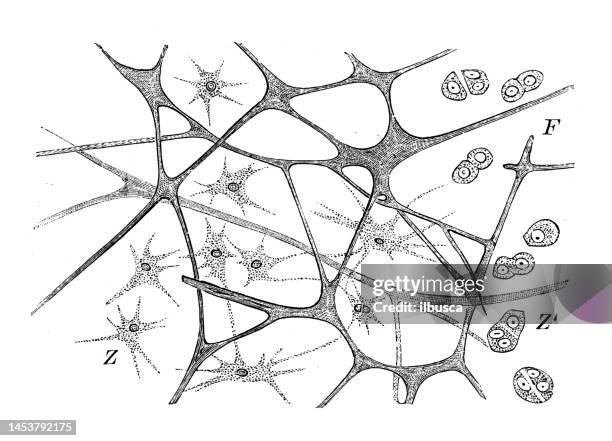 ilustrações de stock, clip art, desenhos animados e ícones de antique biology zoology image: biliary tissue of rhizostoma - bílis