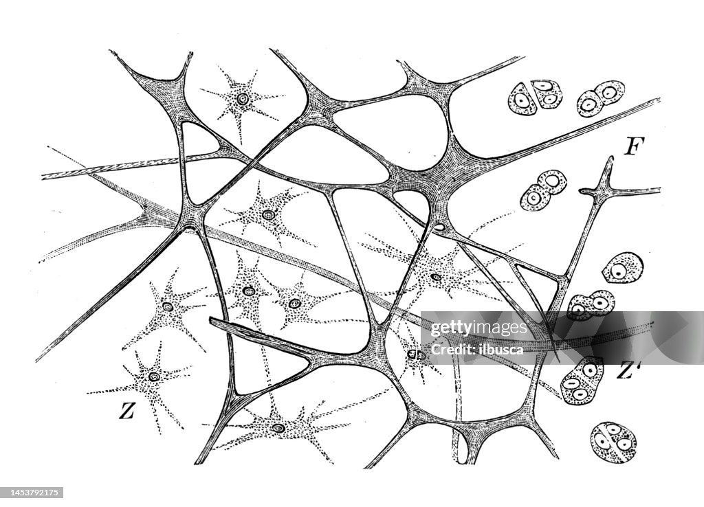 Antique biology zoology image: Biliary tissue of Rhizostoma