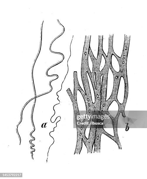 antique biology zoology image: elastic fibers, networks - elastic tissue stock illustrations