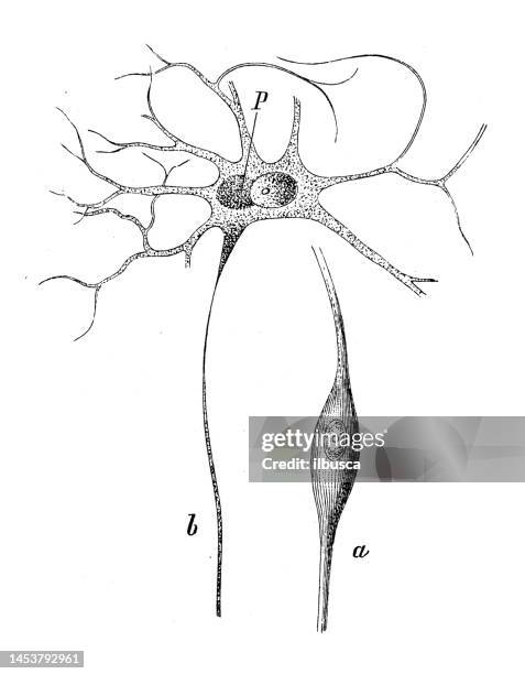 antique biology zoology image: bipolar ganglion cell, multipolar nerve cell - bipolar disorder stock illustrations