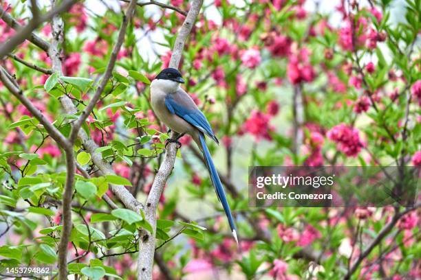gray magpie at peach blossom tree - ekster stockfoto's en -beelden