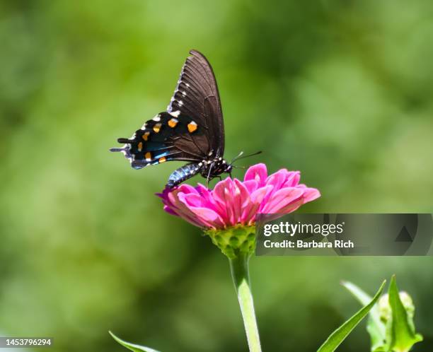 pipevine swallowtail butterfly feeding on zinnia flower - pipevine swallowtail butterfly stock pictures, royalty-free photos & images