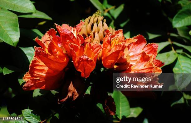 beautiful reddish orange flowers and ampule shaped buds of african tulip tree. spathodea companulata. bignoniaceae family. - african tulip tree stock pictures, royalty-free photos & images