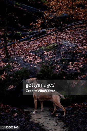 Rhodesian Ridgeback Dog Standing The The Small Spring Of Water High-Res ...