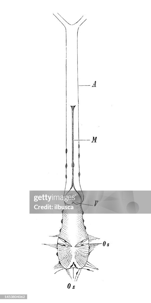 Antique biology zoology image: Copepod heart