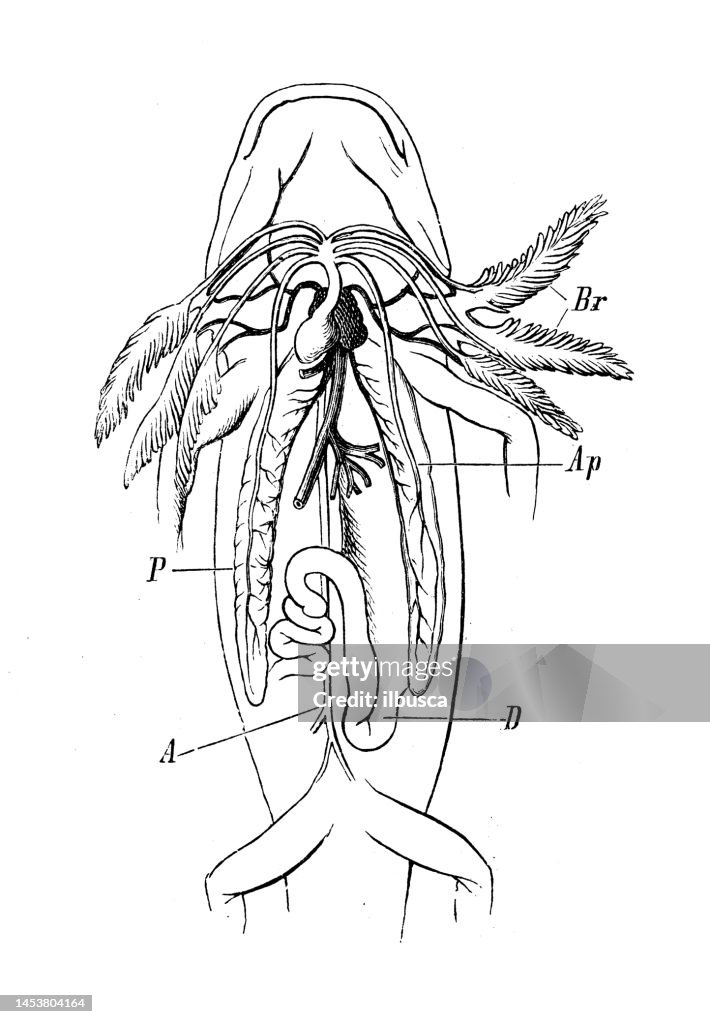 Antique biology zoology image: Axolotl
