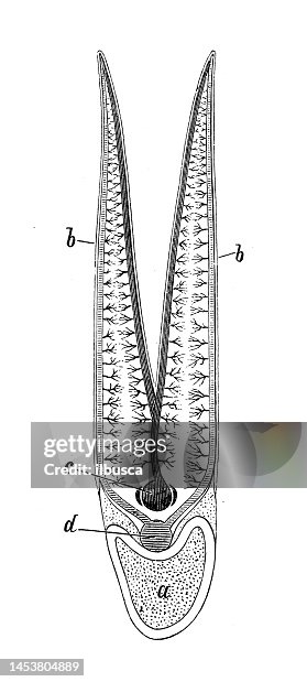 Antique Biology Zoology Image Teleost Fish Section High-Res Vector ...