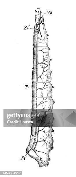 illustrazioni stock, clip art, cartoni animati e icone di tendenza di immagine di zoologia della biologia antica: trachea di flybow, verme - baco