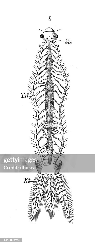 Antique biology zoology image: Larva of Agrion, tracheal systems