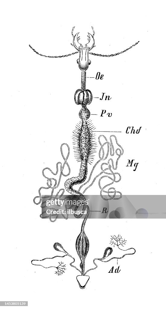 Antique biology zoology image: Intestine of Carabus beetle