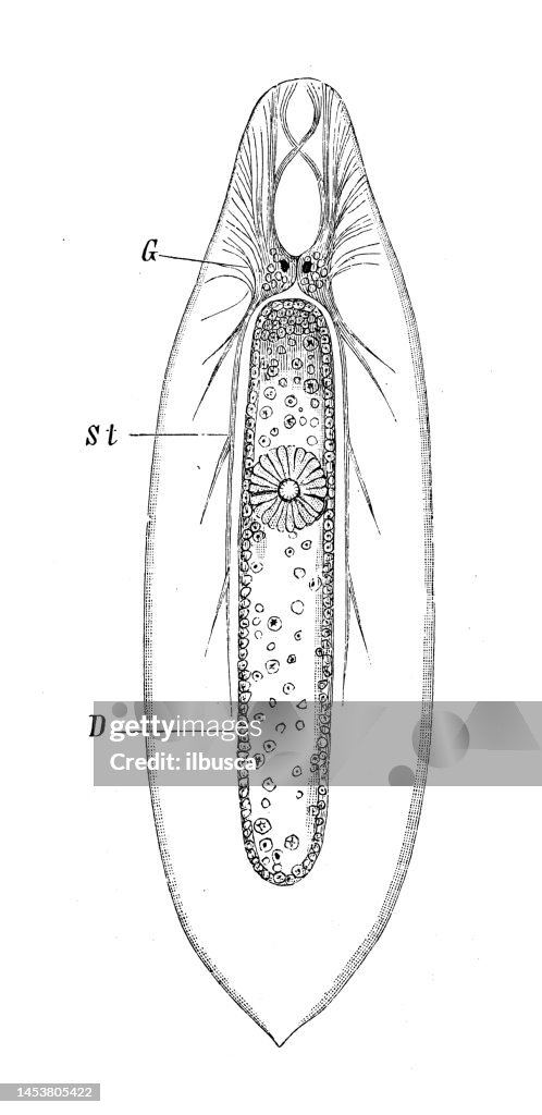 Antique biology zoology image: Mesostoma ehrenbergii