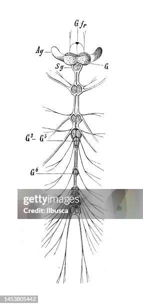 antique biology zoology image: ladybug nervous system - seven spot ladybird stock illustrations