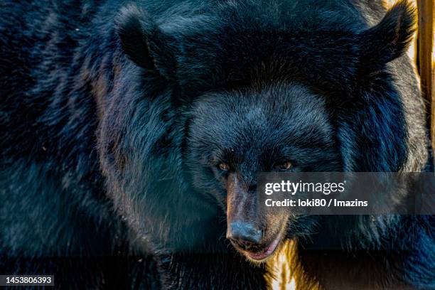 bear - carnivora stock pictures, royalty-free photos & images