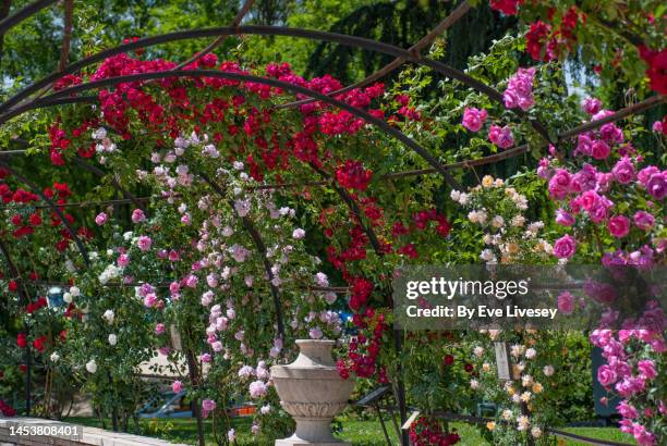 rose garden pergola - rose garden stock pictures, royalty-free photos & images