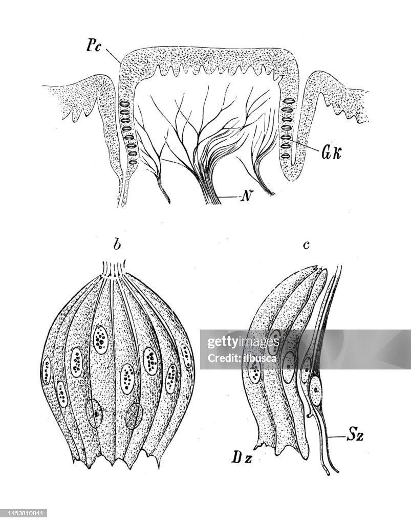 Antique biology zoology image: Lingual papilla and taste bud