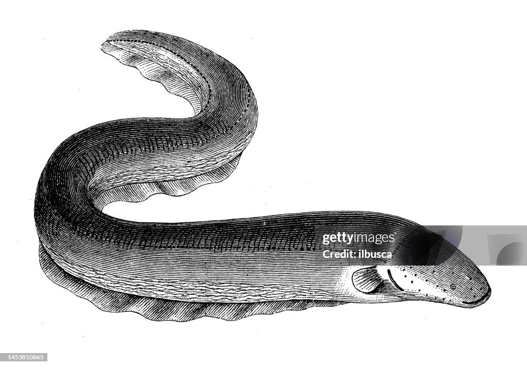 Antique biology zoology image: electric eel