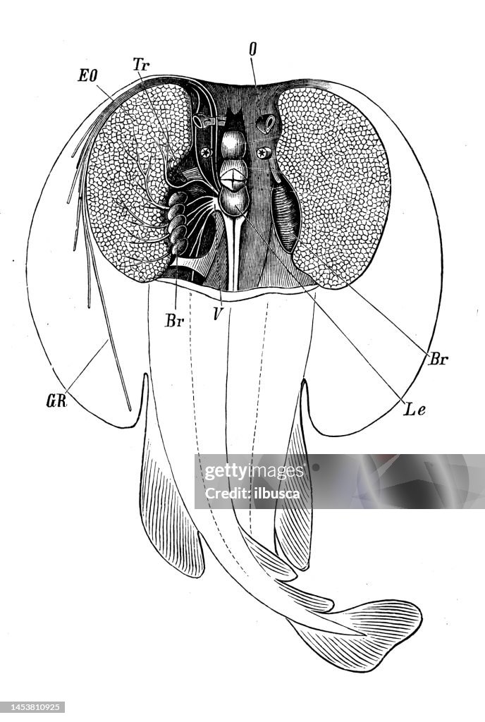 Antique biology zoology image: electric ray