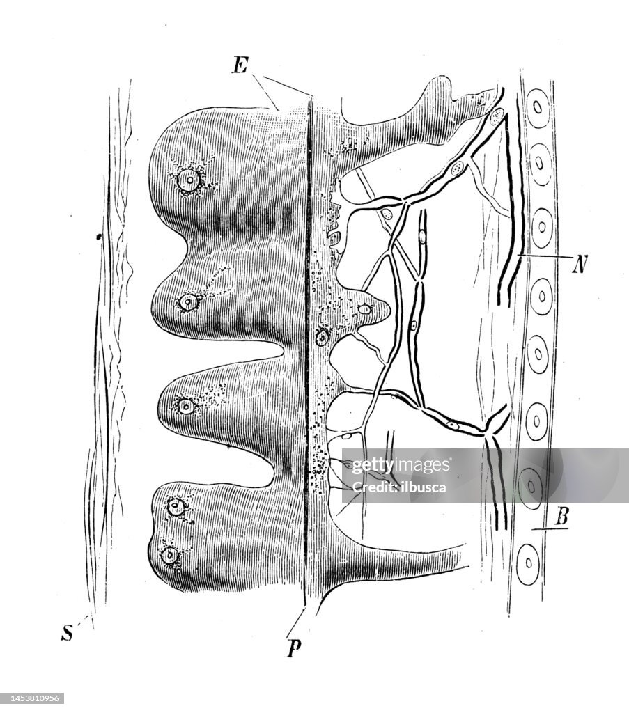 Antique biology zoology image: electric eel organs