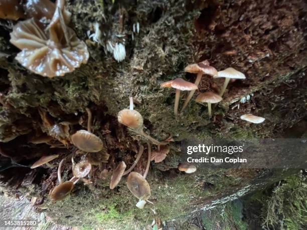 mushrooms - chutes south falls photos et images de collection