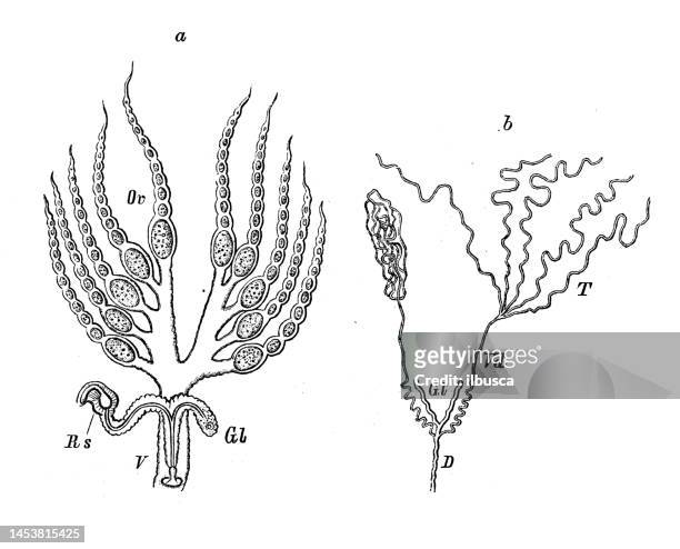 antique biology zoology image: reproductive organs of a pulex (flea) and a nepa - animal reproductive organ 幅插畫檔、美工圖案、卡通及圖標