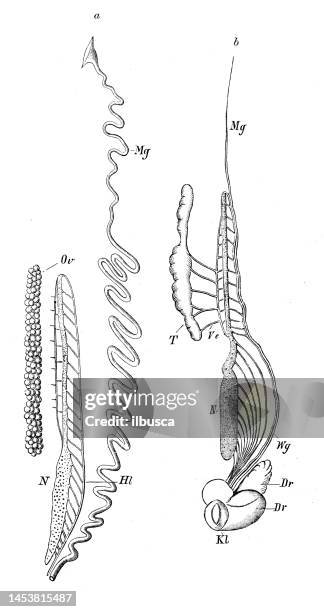 antique biology zoology image: reproductive organs of salamander - animal reproductive organ 幅插畫檔、美工圖案、卡通及圖標