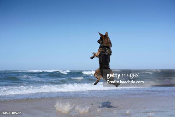 dog jumping on the beach, denmark, jutland - north sea denmark stock pictures, royalty-free photos & images