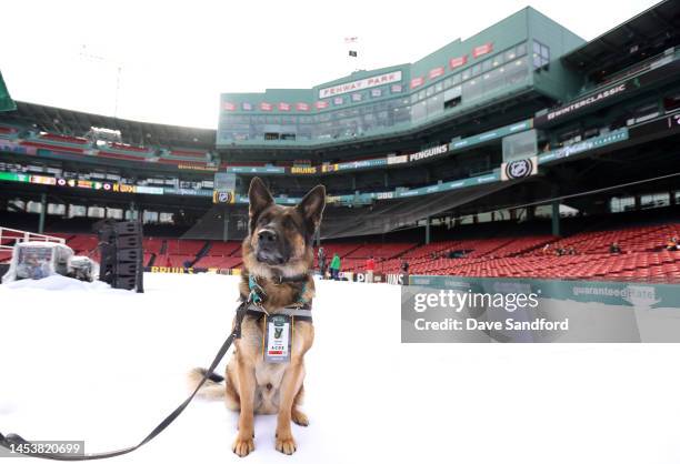 Keeper' stands on the field prior to the 2023 Discover NHL Winter Classic game between the Pittsburgh Penguins and the Boston Bruins at Fenway Park...