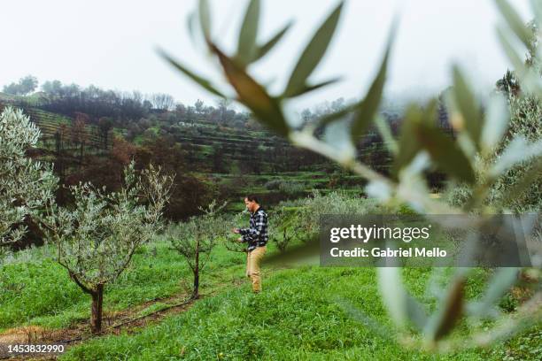 man in the orchard - olive tree farm stock pictures, royalty-free photos & images