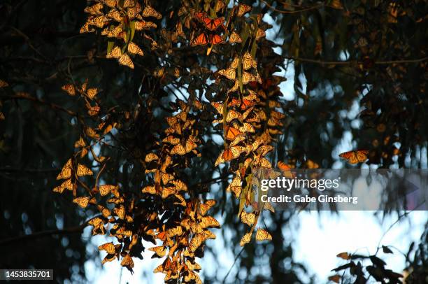 travel destination: pismo state beach monarch butterfly grove - pismo beach stock pictures, royalty-free photos & images