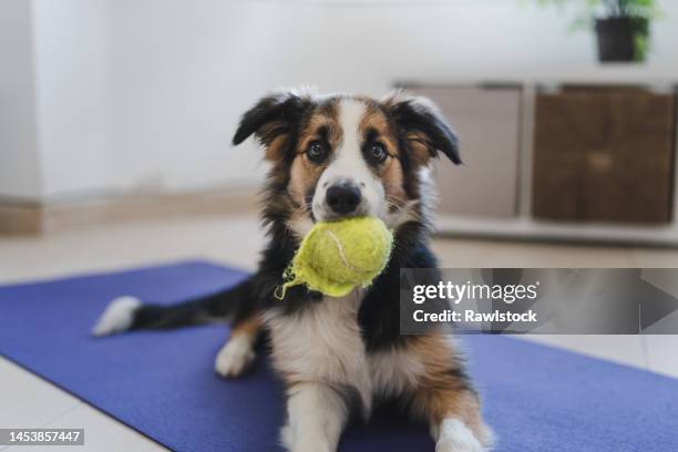 border collie puppy with a tennis ball in his mouth. - toy dog fotografías e imágenes de stock