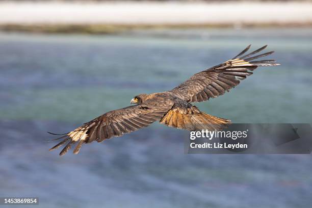 a striated caracara, aka johnny rook, carcass island, falklands - falkland islands bildbanksfoton och bilder