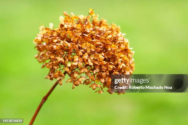 smooth hydrangea - dead plant stock pictures, royalty-free photos & images