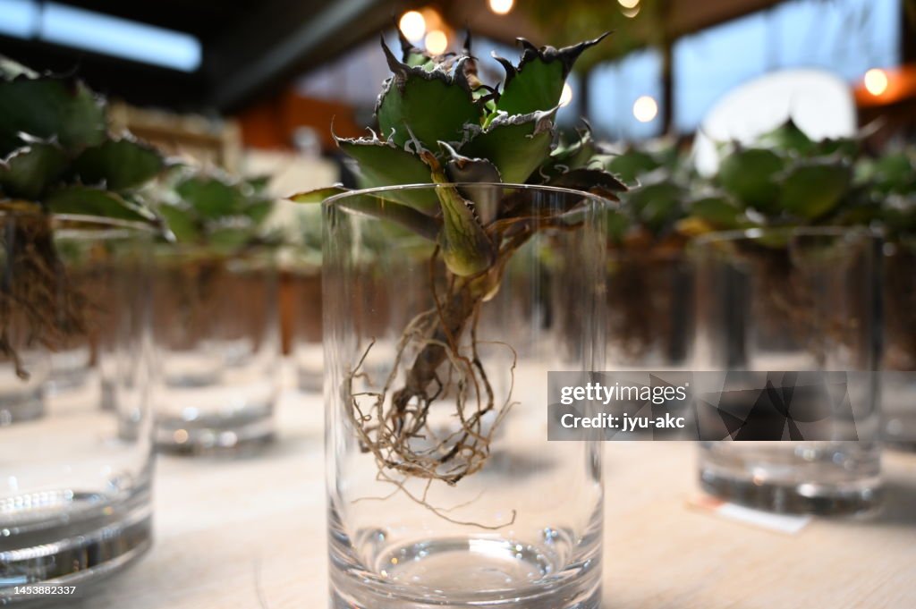 Many agaves arranged on a table. Gardening store