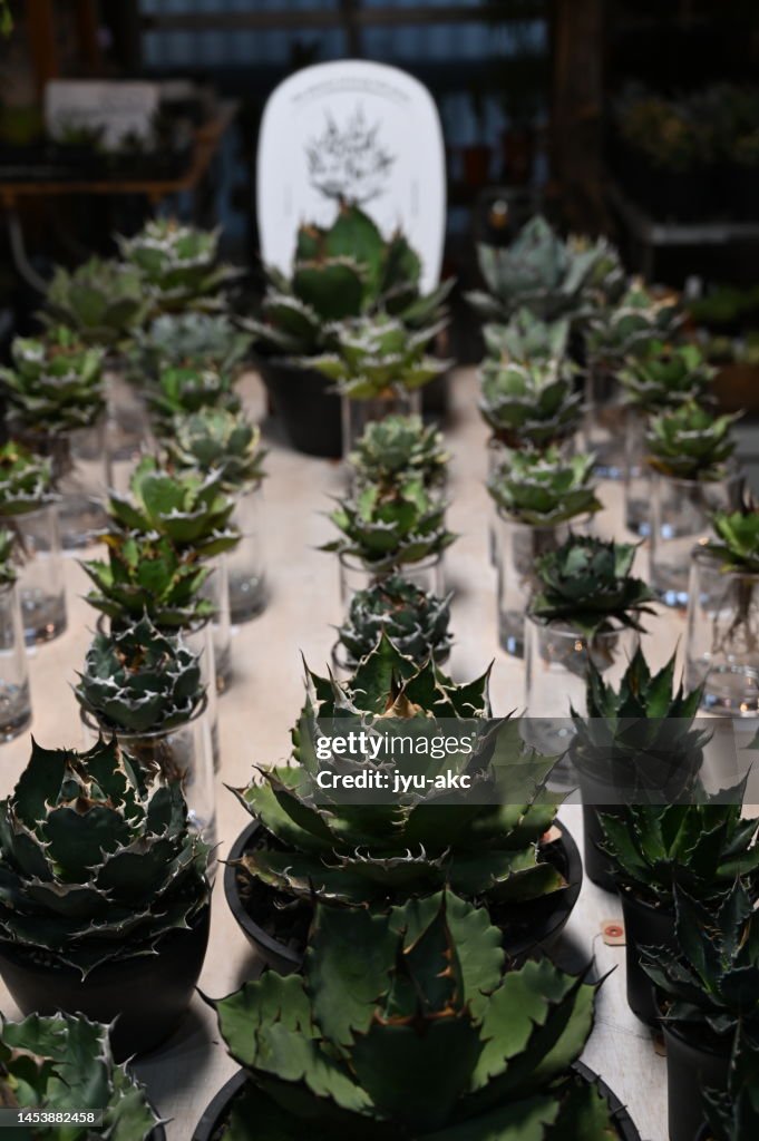 Many agaves arranged on a table. Gardening store