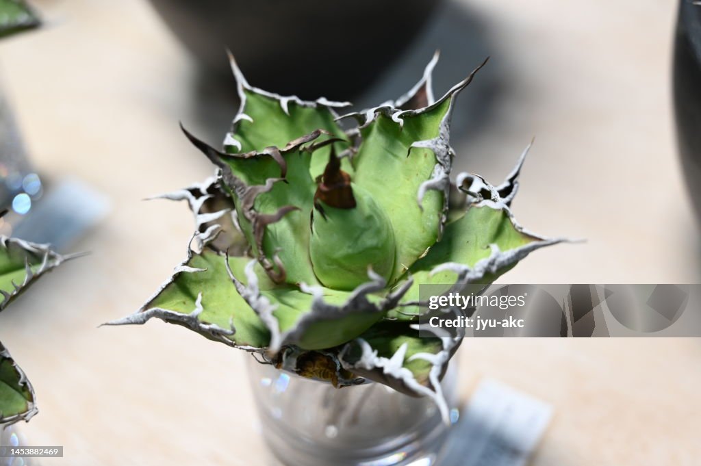 Many agaves arranged on a table. Gardening store