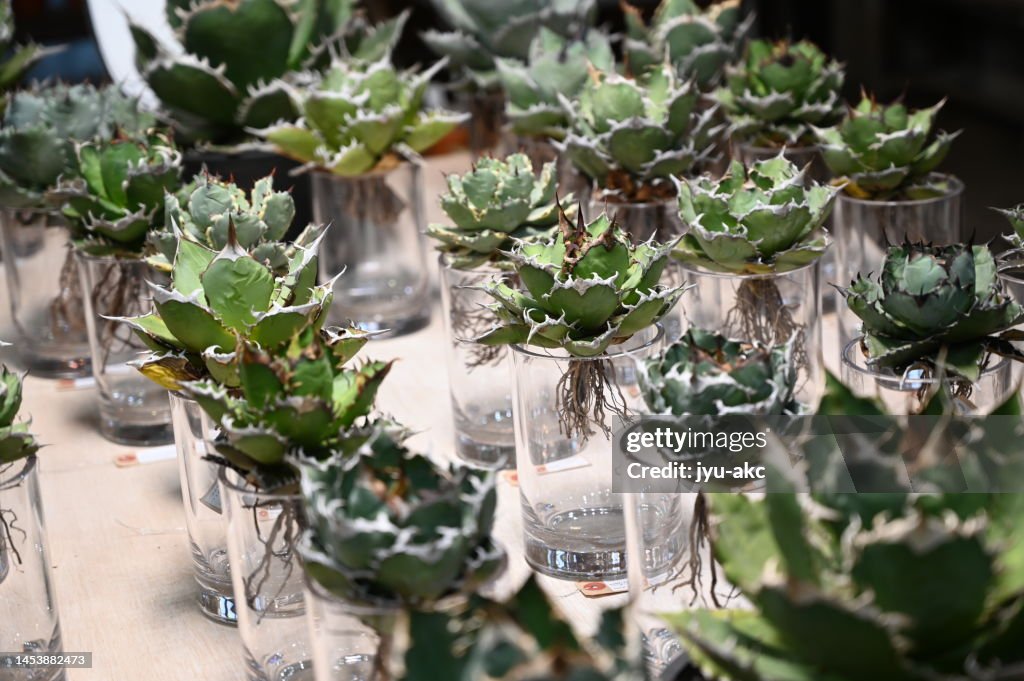 Many agaves arranged on a table. Gardening store