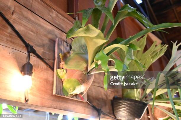 stylish interior decorated with platycerium sperbum. - elkhorn fern stock pictures, royalty-free photos & images