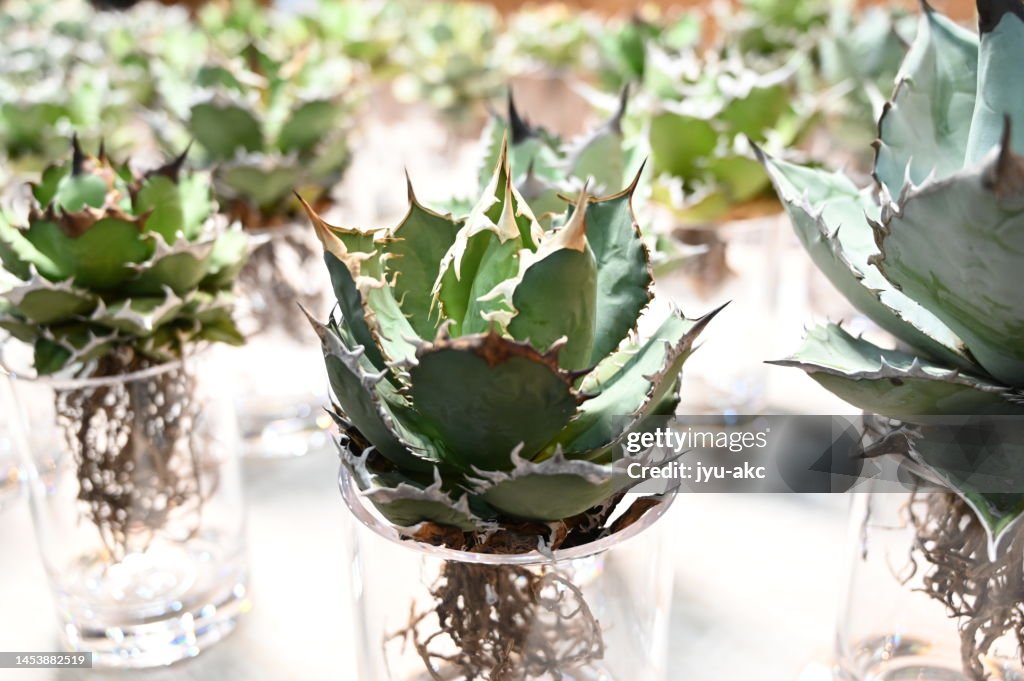 Many agaves arranged on a table. Gardening store