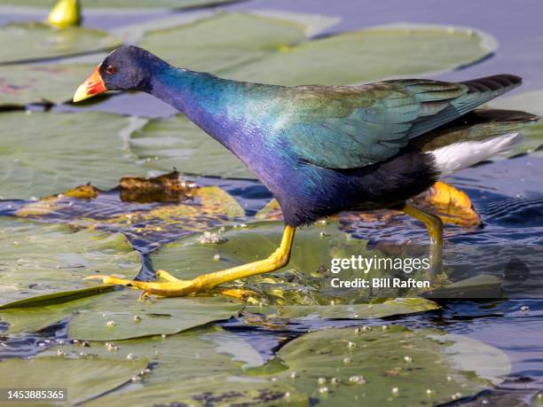 purple gallinule walking on lily pads - boynton beach stock pictures, royalty-free photos & images