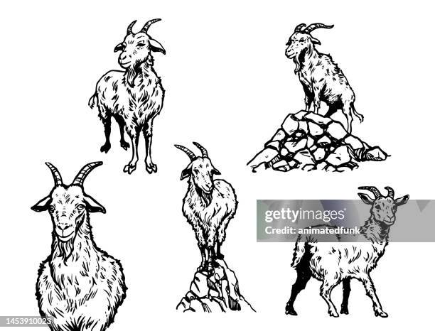 goat illustration - 山羊 幅插畫檔、美工圖案、卡通及圖標